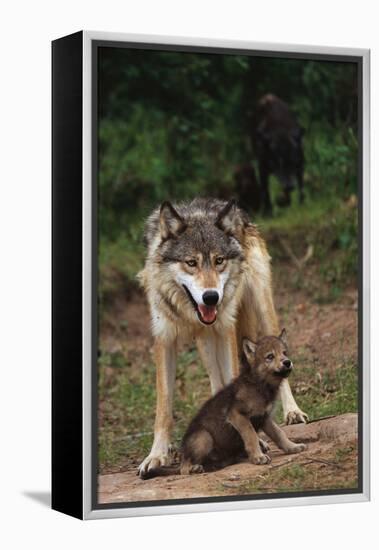 Grey Wolf with Pup-W^ Perry Conway-Framed Premier Image Canvas