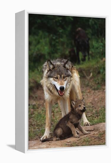 Grey Wolf with Pup-W^ Perry Conway-Framed Premier Image Canvas