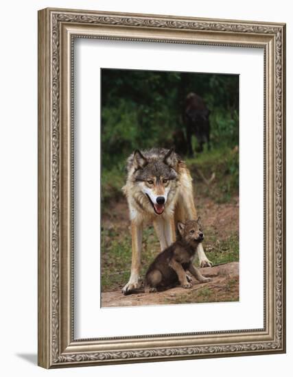 Grey Wolf with Pup-W^ Perry Conway-Framed Photographic Print