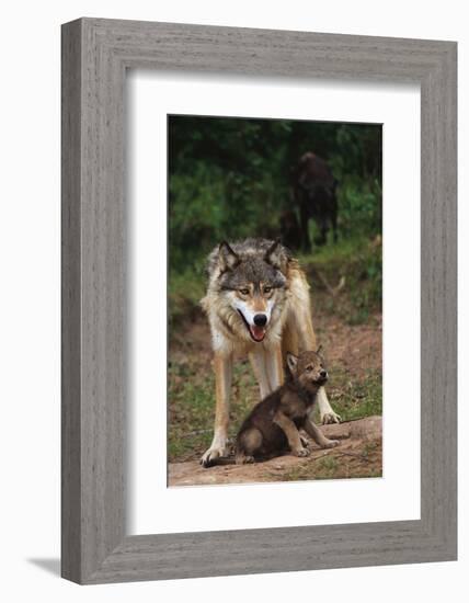 Grey Wolf with Pup-W^ Perry Conway-Framed Photographic Print