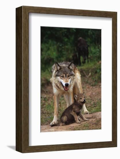 Grey Wolf with Pup-W^ Perry Conway-Framed Photographic Print