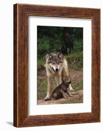 Grey Wolf with Pup-W^ Perry Conway-Framed Photographic Print