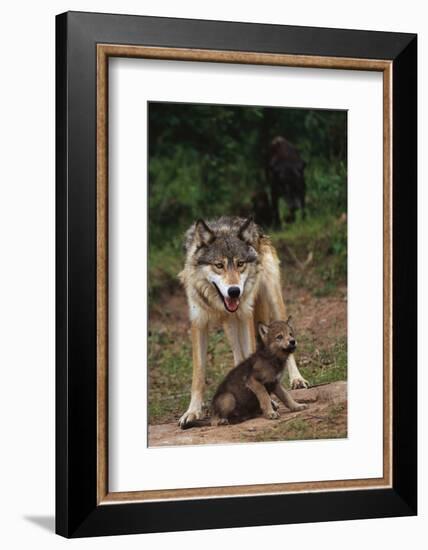 Grey Wolf with Pup-W^ Perry Conway-Framed Photographic Print