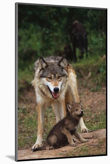 Grey Wolf with Pup-W^ Perry Conway-Mounted Photographic Print