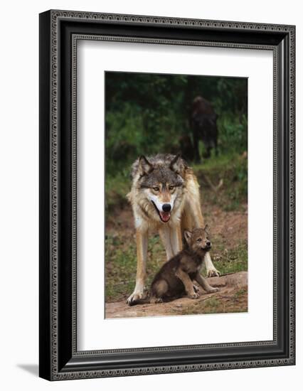 Grey Wolf with Pup-W^ Perry Conway-Framed Photographic Print