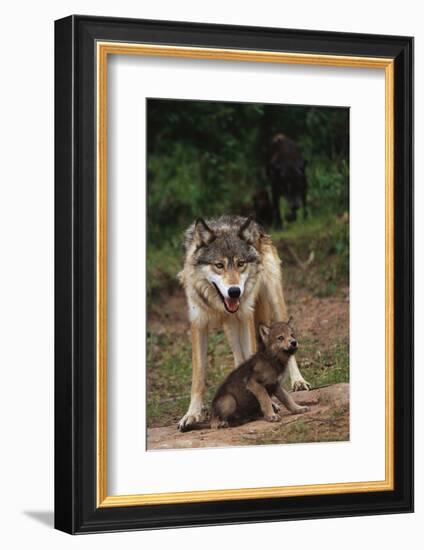 Grey Wolf with Pup-W^ Perry Conway-Framed Photographic Print