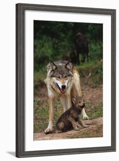 Grey Wolf with Pup-W^ Perry Conway-Framed Photographic Print