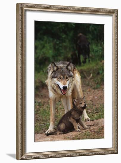 Grey Wolf with Pup-W^ Perry Conway-Framed Photographic Print