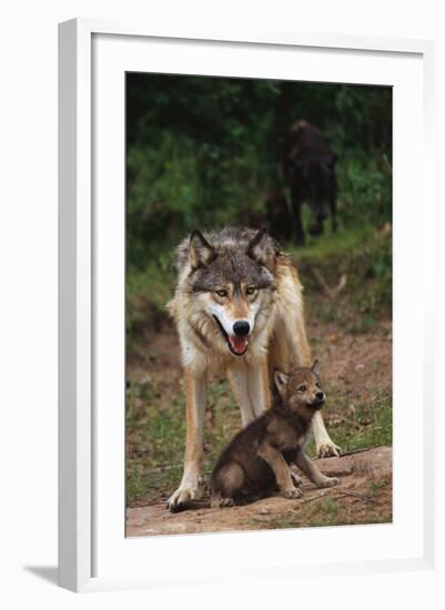 Grey Wolf with Pup-W^ Perry Conway-Framed Photographic Print