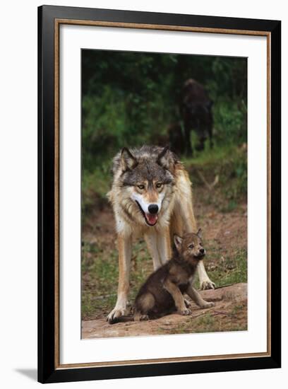 Grey Wolf with Pup-W^ Perry Conway-Framed Photographic Print