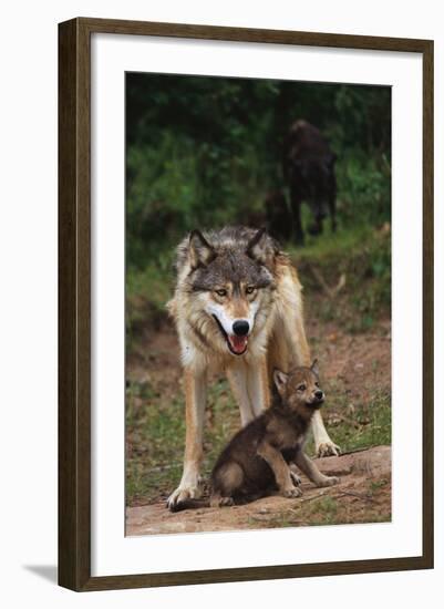 Grey Wolf with Pup-W^ Perry Conway-Framed Photographic Print