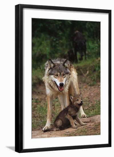 Grey Wolf with Pup-W^ Perry Conway-Framed Photographic Print