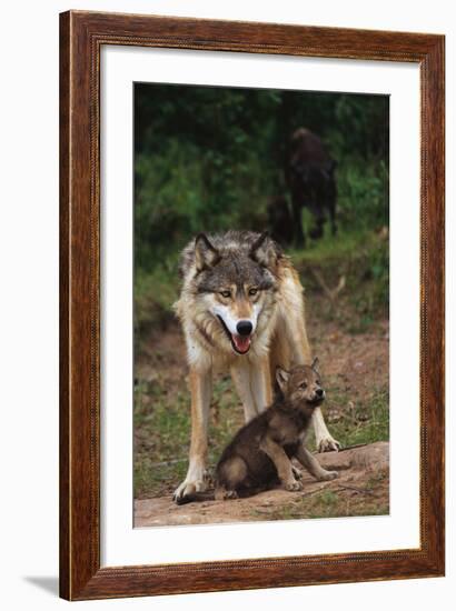 Grey Wolf with Pup-W^ Perry Conway-Framed Photographic Print