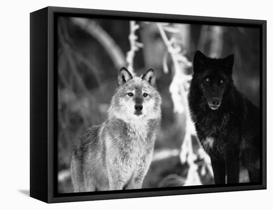 Grey Wolves Showing Fur Colour Variation, (Canis Lupus)-Tom Vezo-Framed Premier Image Canvas