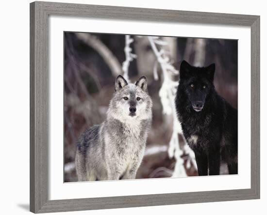 Grey Wolves Showing Fur Colour Variation, (Canis Lupus)-Tom Vezo-Framed Photographic Print