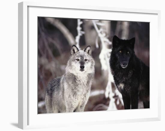 Grey Wolves Showing Fur Colour Variation, (Canis Lupus)-Tom Vezo-Framed Photographic Print