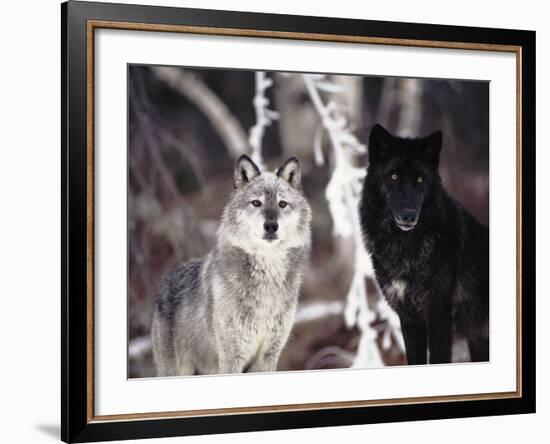 Grey Wolves Showing Fur Colour Variation, (Canis Lupus)-Tom Vezo-Framed Photographic Print