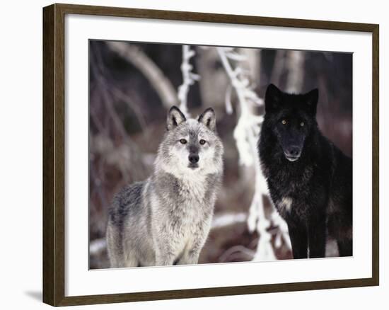 Grey Wolves Showing Fur Colour Variation, (Canis Lupus)-Tom Vezo-Framed Photographic Print