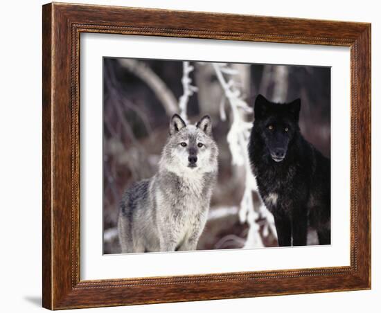 Grey Wolves Showing Fur Colour Variation, (Canis Lupus)-Tom Vezo-Framed Photographic Print