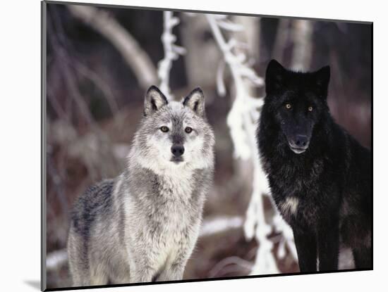 Grey Wolves Showing Fur Colour Variation, (Canis Lupus)-Tom Vezo-Mounted Photographic Print