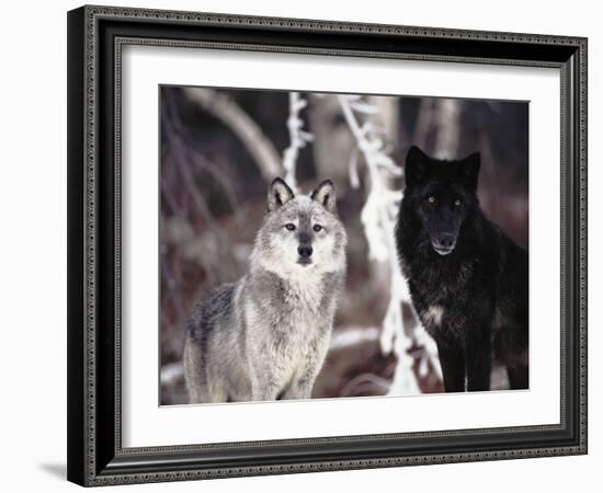 Grey Wolves Showing Fur Colour Variation, (Canis Lupus)-Tom Vezo-Framed Photographic Print