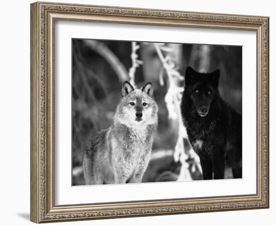 Grey Wolves Showing Fur Colour Variation, (Canis Lupus)-Tom Vezo-Framed Photographic Print