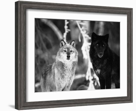 Grey Wolves Showing Fur Colour Variation, (Canis Lupus)-Tom Vezo-Framed Photographic Print