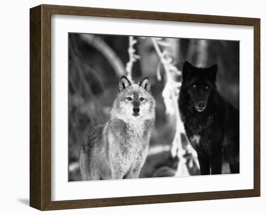 Grey Wolves Showing Fur Colour Variation, (Canis Lupus)-Tom Vezo-Framed Photographic Print