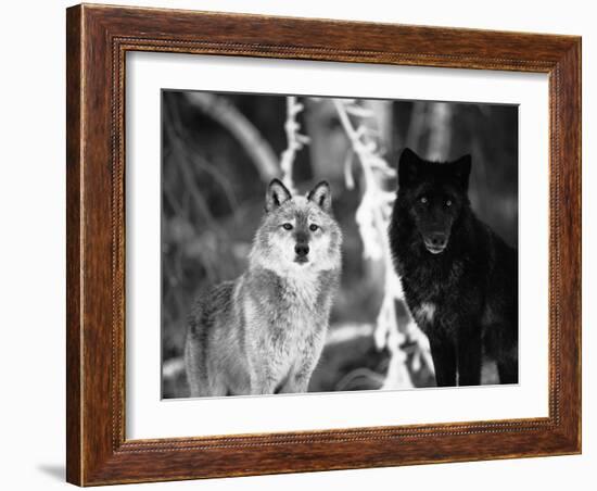 Grey Wolves Showing Fur Colour Variation, (Canis Lupus)-Tom Vezo-Framed Photographic Print