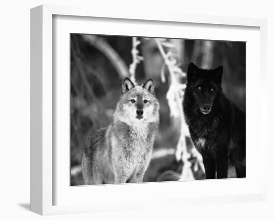 Grey Wolves Showing Fur Colour Variation, (Canis Lupus)-Tom Vezo-Framed Photographic Print