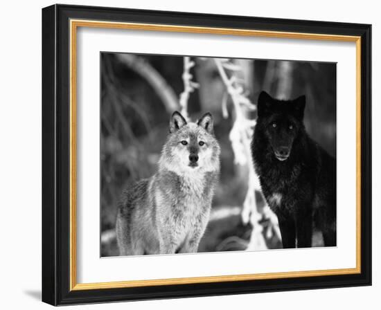 Grey Wolves Showing Fur Colour Variation, (Canis Lupus)-Tom Vezo-Framed Photographic Print