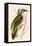 Grey Woodpecker,  from 'A History of the Birds of Europe Not Observed in the British Isles'-English-Framed Premier Image Canvas
