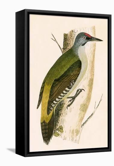 Grey Woodpecker,  from 'A History of the Birds of Europe Not Observed in the British Isles'-English-Framed Premier Image Canvas