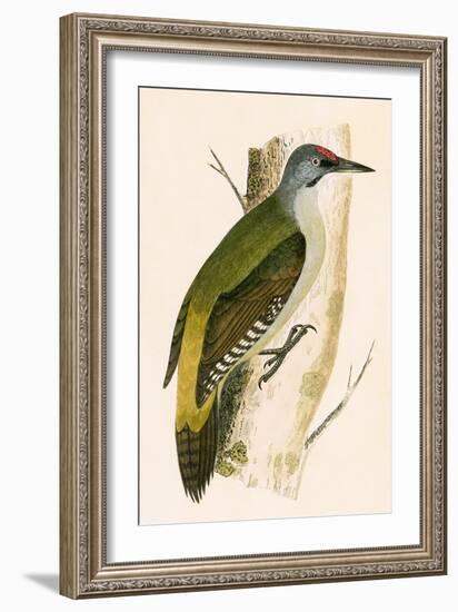 Grey Woodpecker,  from 'A History of the Birds of Europe Not Observed in the British Isles'-English-Framed Giclee Print