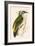 Grey Woodpecker,  from 'A History of the Birds of Europe Not Observed in the British Isles'-English-Framed Giclee Print