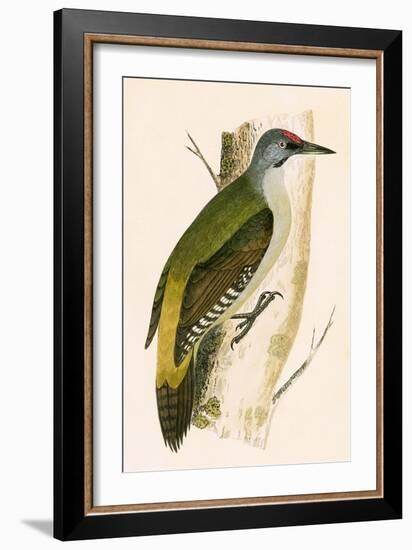 Grey Woodpecker,  from 'A History of the Birds of Europe Not Observed in the British Isles'-English-Framed Giclee Print