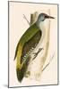 Grey Woodpecker,  from 'A History of the Birds of Europe Not Observed in the British Isles'-English-Mounted Giclee Print