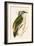 Grey Woodpecker,  from 'A History of the Birds of Europe Not Observed in the British Isles'-English-Framed Giclee Print