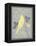 Grey & Yellow Bird III-Gwendolyn Babbitt-Framed Stretched Canvas