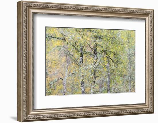 Greybeard-Doug Chinnery-Framed Photographic Print