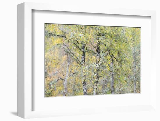 Greybeard-Doug Chinnery-Framed Photographic Print