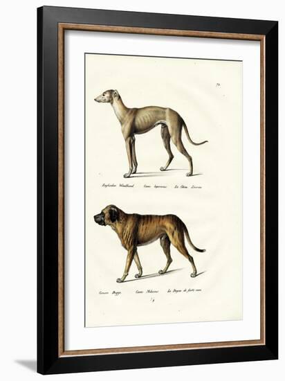 Greyhound, 1824-Karl Joseph Brodtmann-Framed Giclee Print