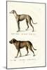 Greyhound, 1824-Karl Joseph Brodtmann-Mounted Giclee Print