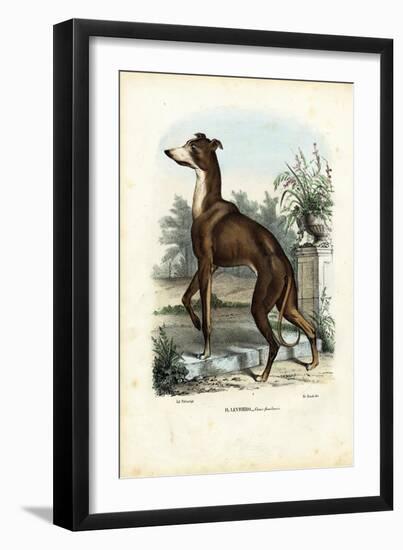 Greyhound, 1863-79-Raimundo Petraroja-Framed Giclee Print