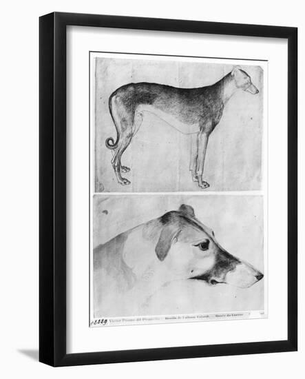 Greyhound and Head of a Greyhound-Antonio Pisani Pisanello-Framed Giclee Print