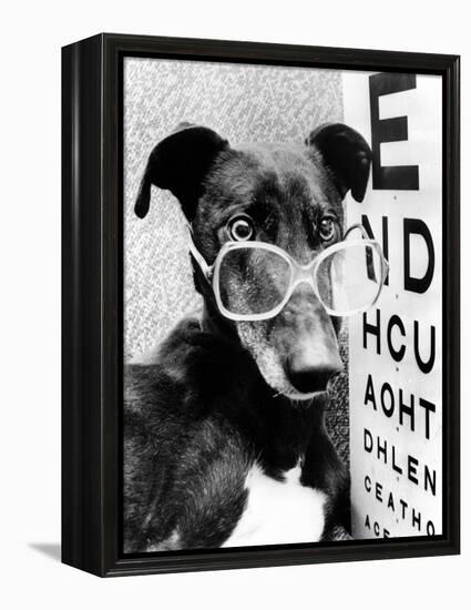 Greyhound Bitch Wearing Glasses February 1987-null-Framed Stretched Canvas