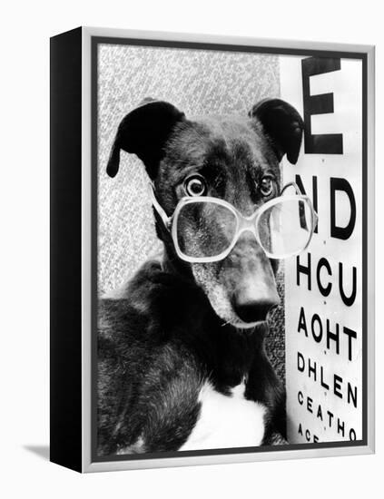 Greyhound Bitch Wearing Glasses February 1987-null-Framed Stretched Canvas