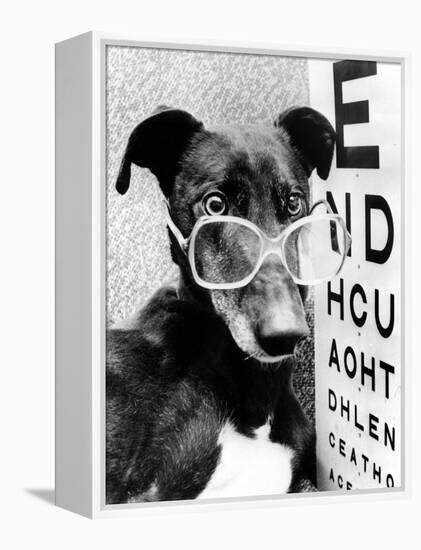 Greyhound Bitch Wearing Glasses February 1987-null-Framed Stretched Canvas