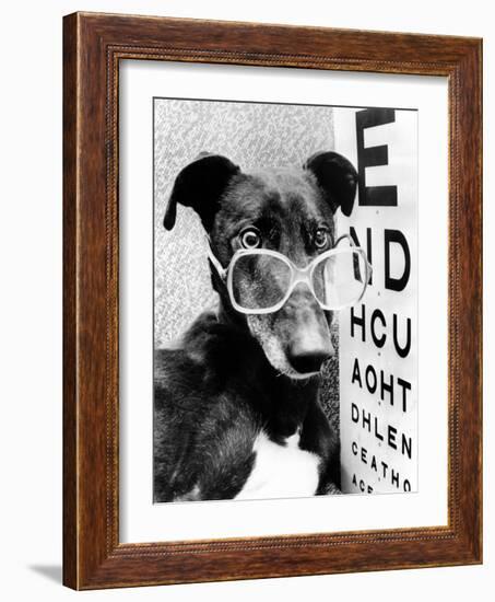 Greyhound Bitch Wearing Glasses February 1987-null-Framed Photo