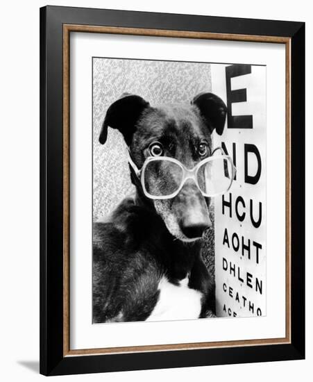 Greyhound Bitch Wearing Glasses February 1987-null-Framed Photo